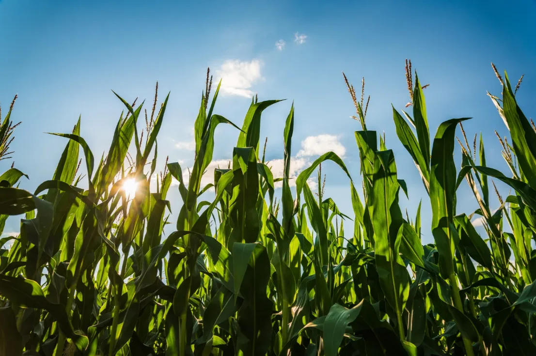 Seguro Agropecuario
